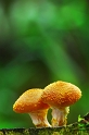 flore 3_10_09 n01bis